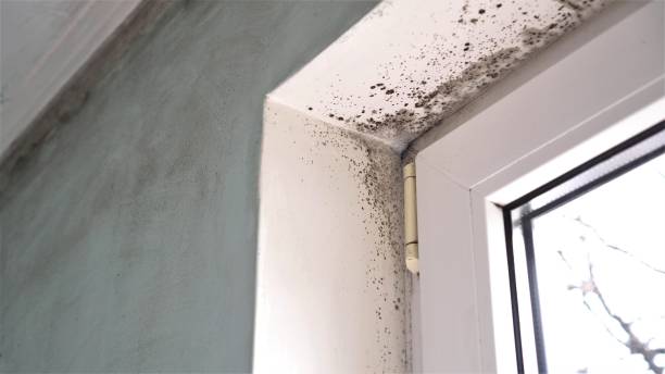 Why You Should Choose Our Mold Remediation Services in East Hills, NY